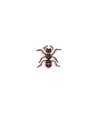 Carpenter Ant