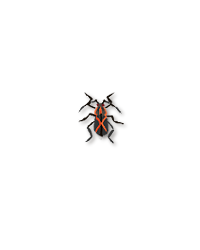 North American Boxelder Bug