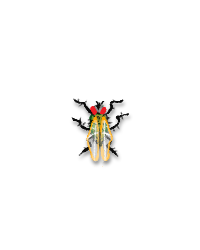 Fly