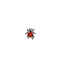 Convergent Lady Beetle
